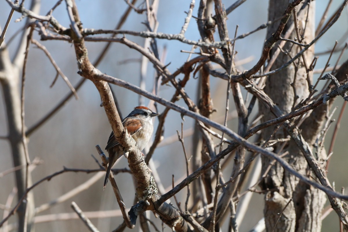 Swamp Sparrow - ML325904601