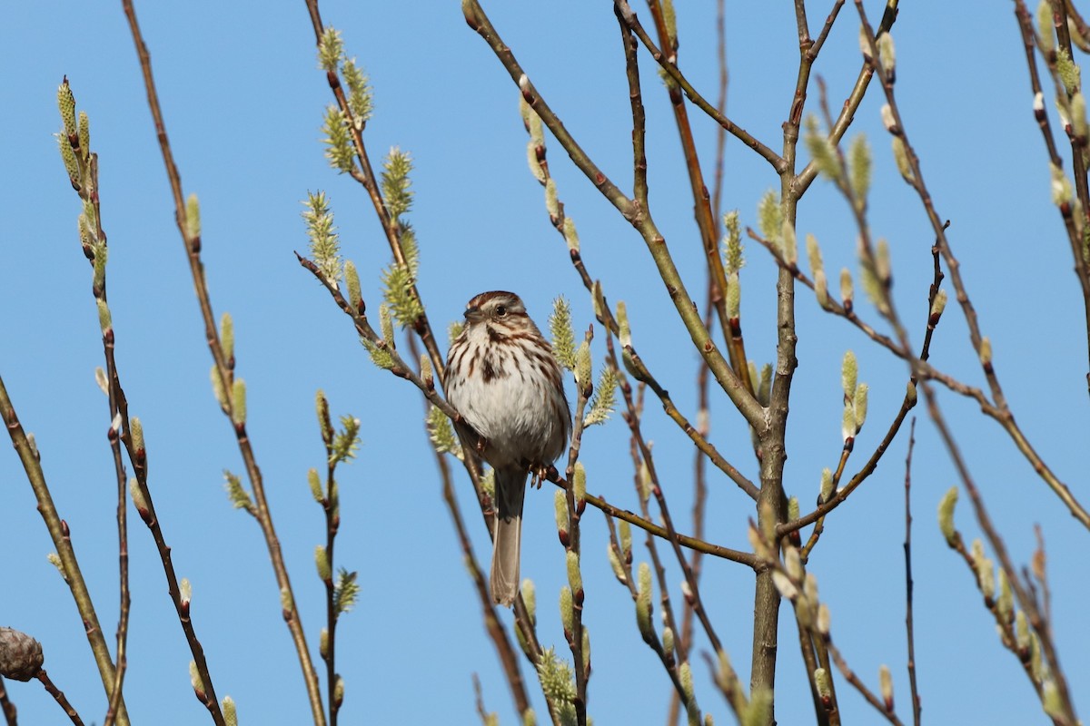 Song Sparrow - ML325904961