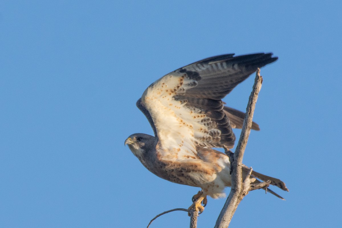 Swainson's Hawk - ML325904991