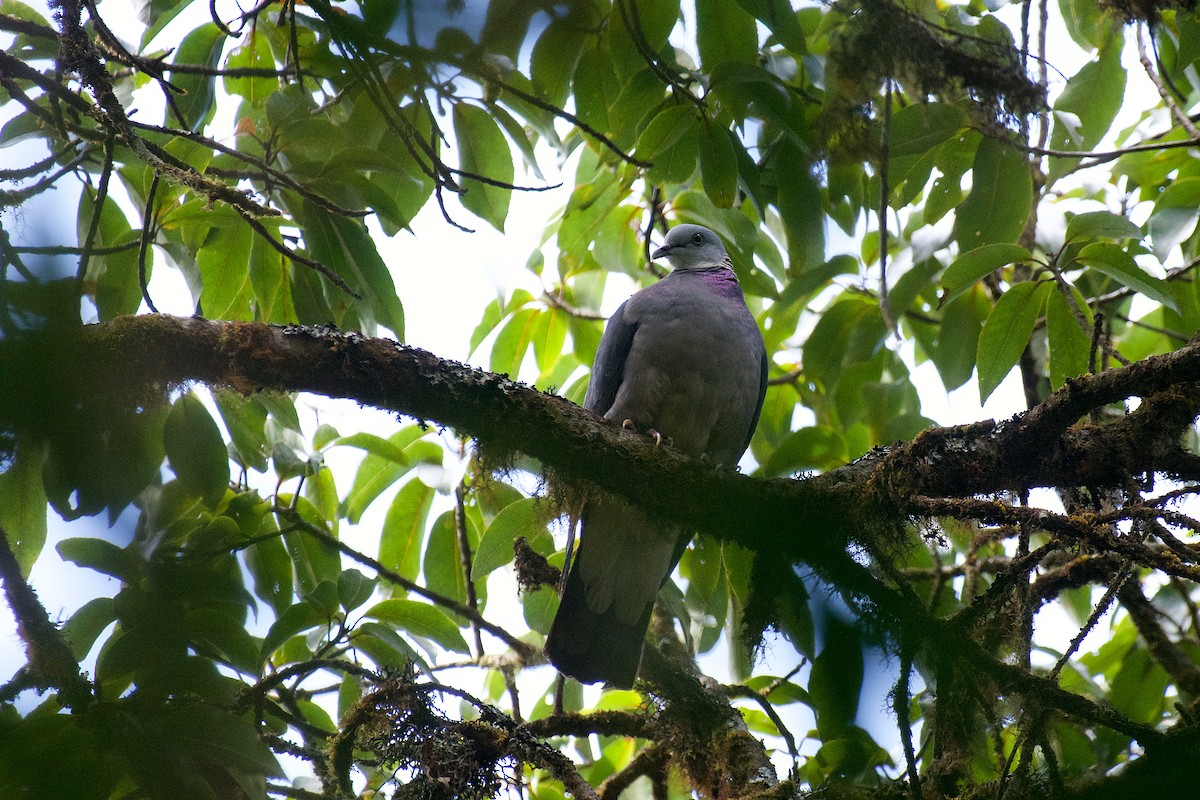 Ashy Wood-Pigeon - sarawin Kreangpichitchai