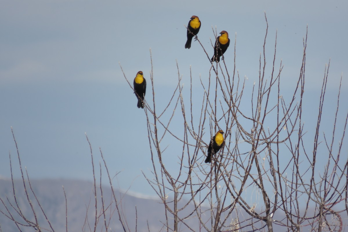 Yellow-headed Blackbird - ML325906991