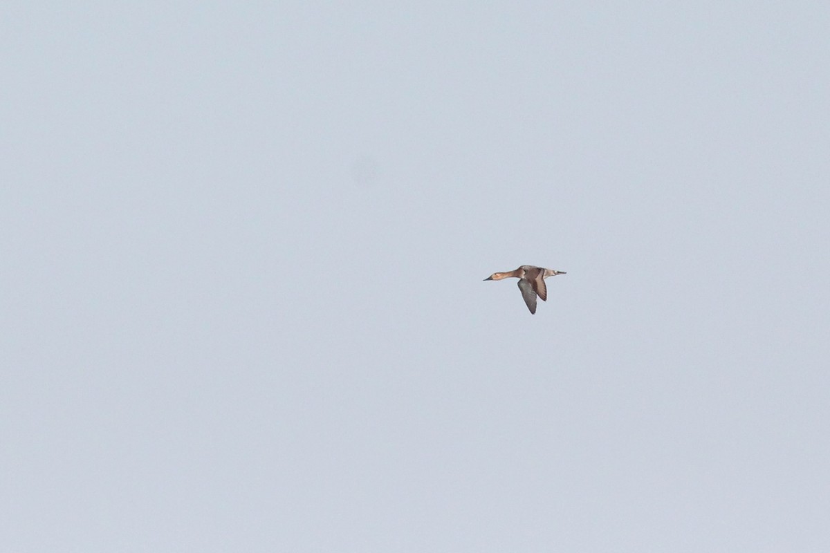 Canvasback - Quinten Wiegersma