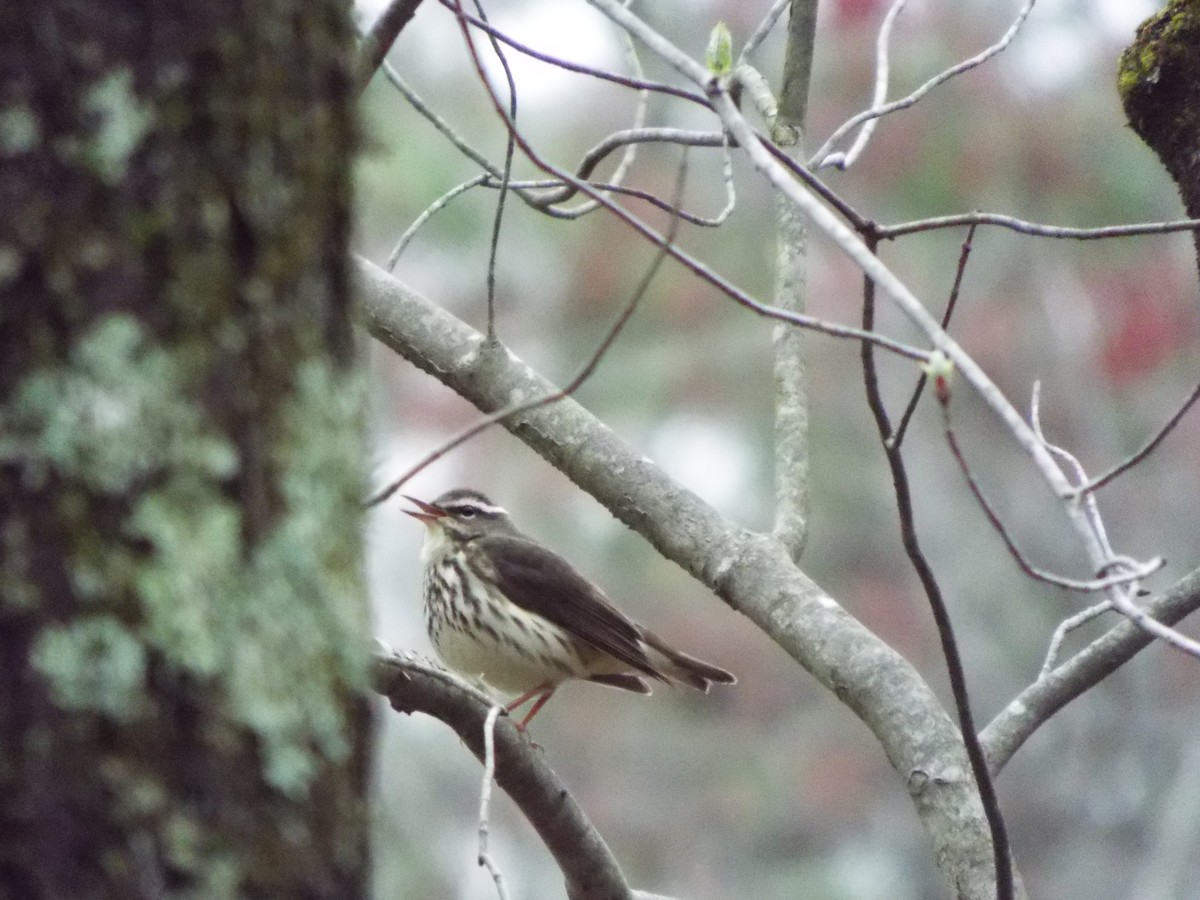 Louisiana Waterthrush - ML325907961