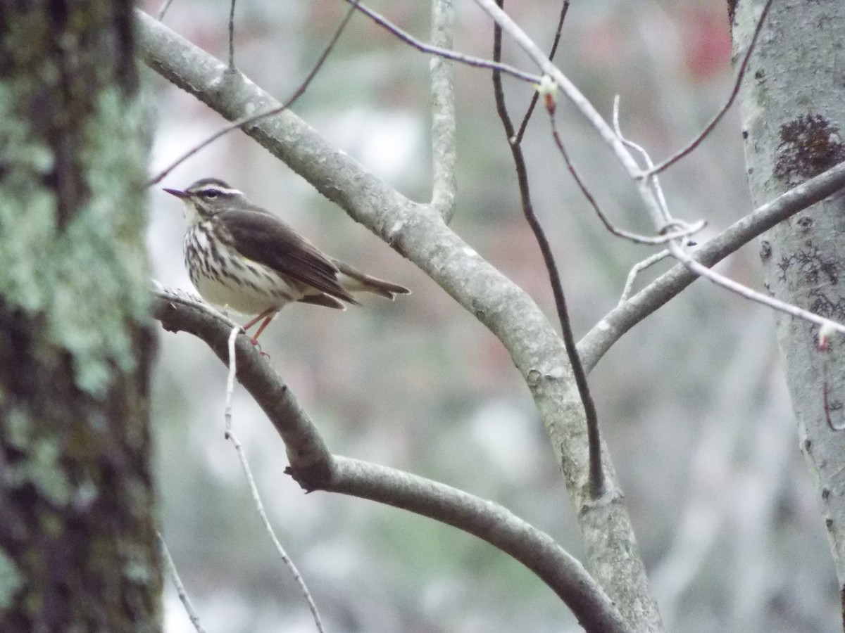 Louisiana Waterthrush - ML325908161