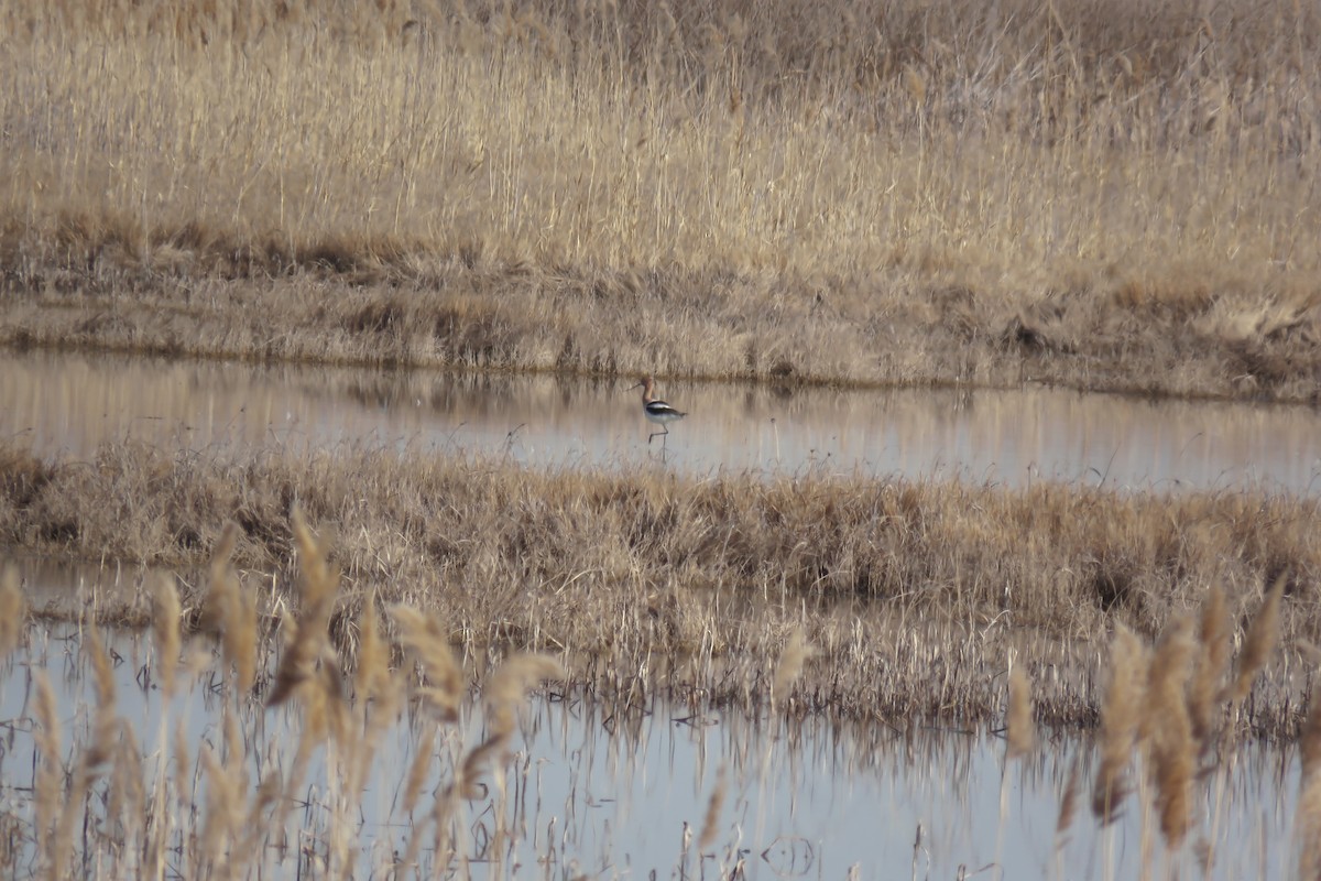 American Avocet - ML325908221