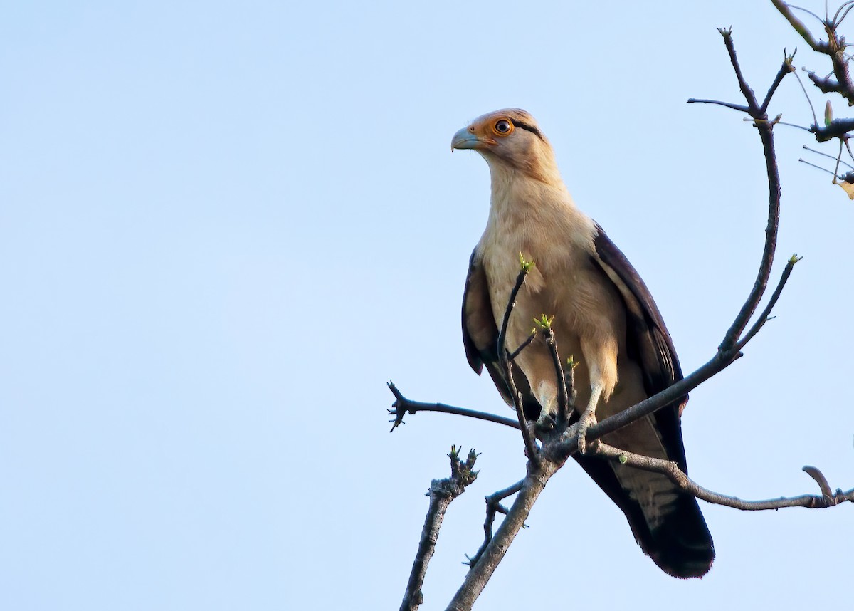 Yellow-headed Caracara - ML325909221