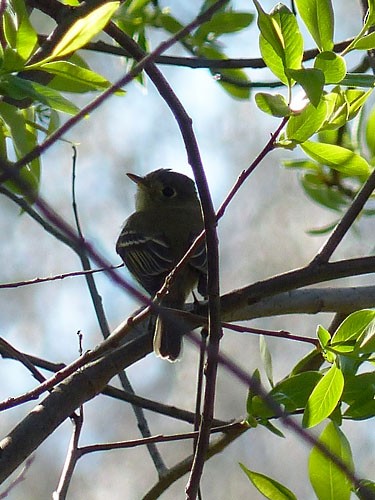 Western Flycatcher (Pacific-slope) - ML32591141