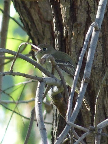 Western Flycatcher (Pacific-slope) - ML32591151