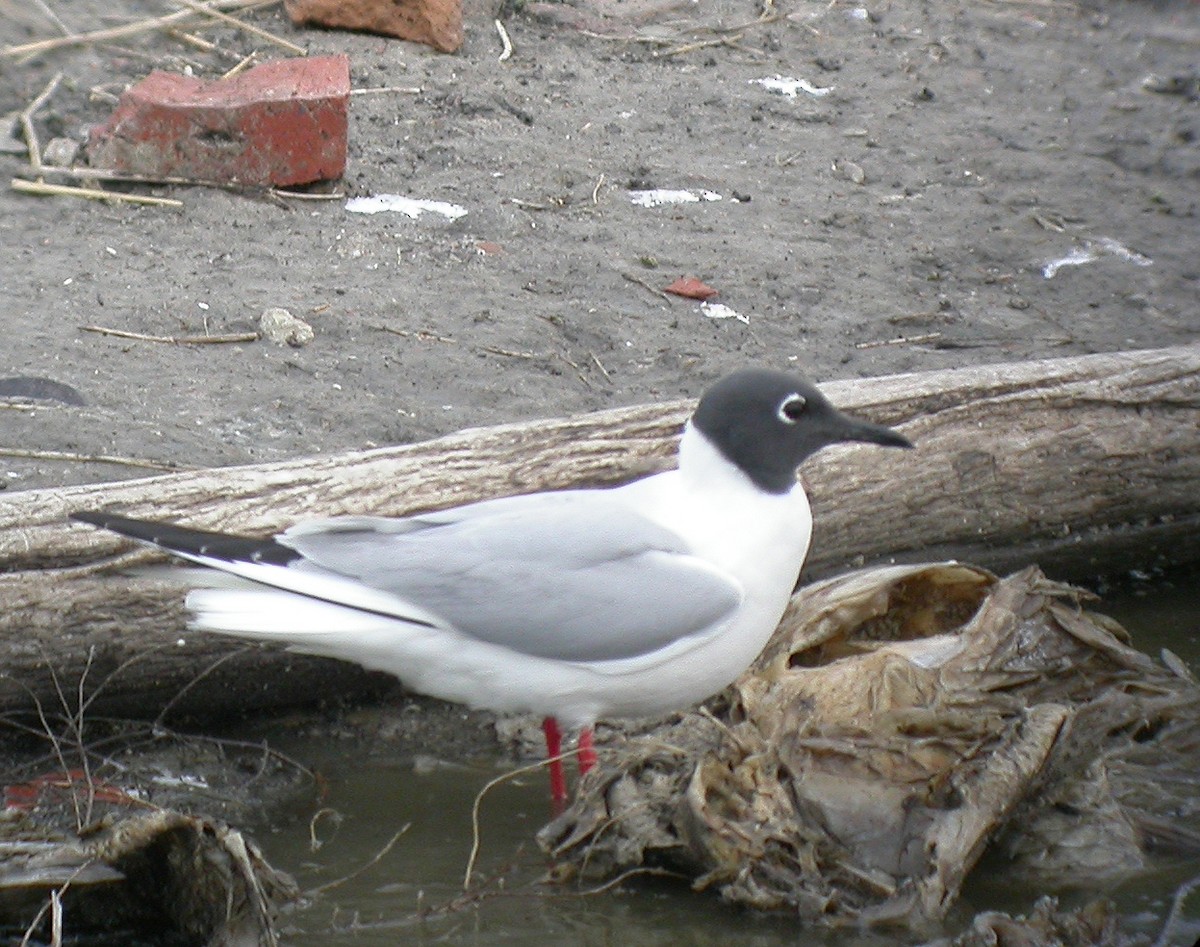 Bonaparte's Gull - ML32591291