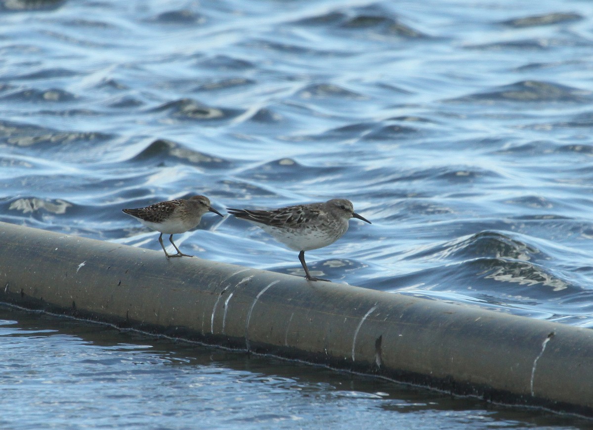 White-rumped Sandpiper - ML32591301