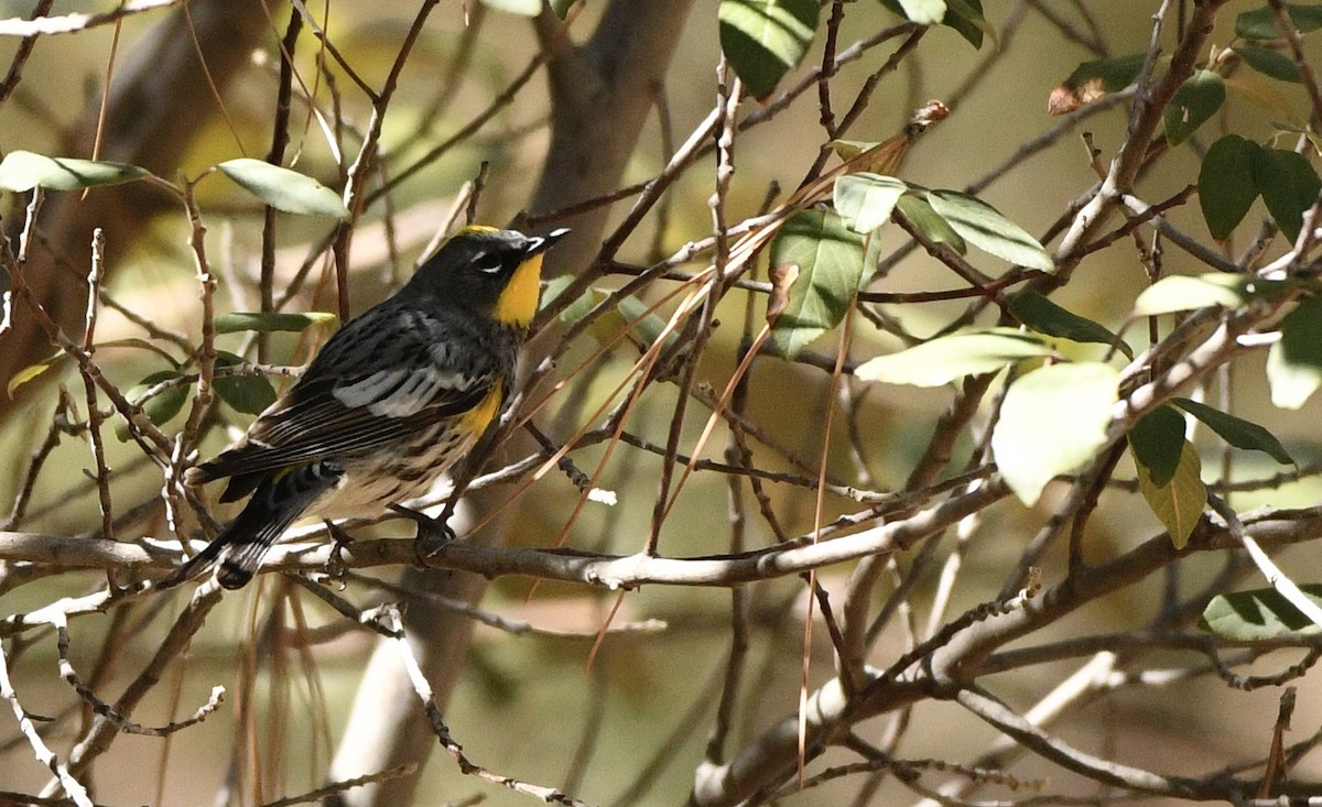 Yellow-rumped Warbler - ML325914121