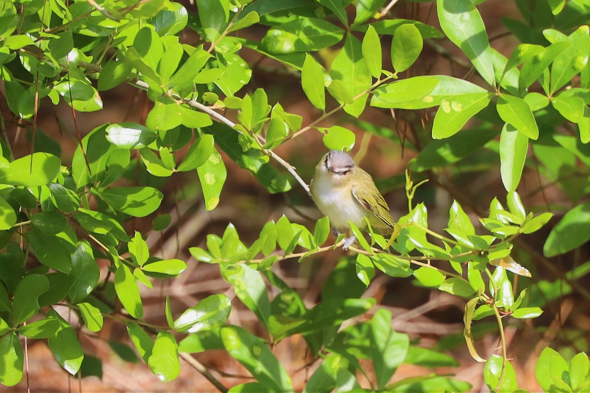 rødøyevireo - ML325916301