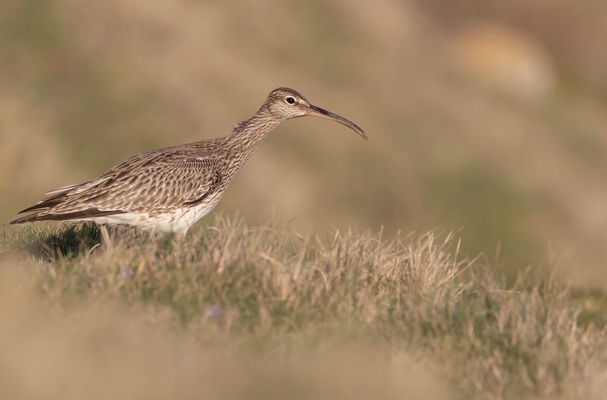 Eurasian Whimbrel (European) - Oscar Wainwright