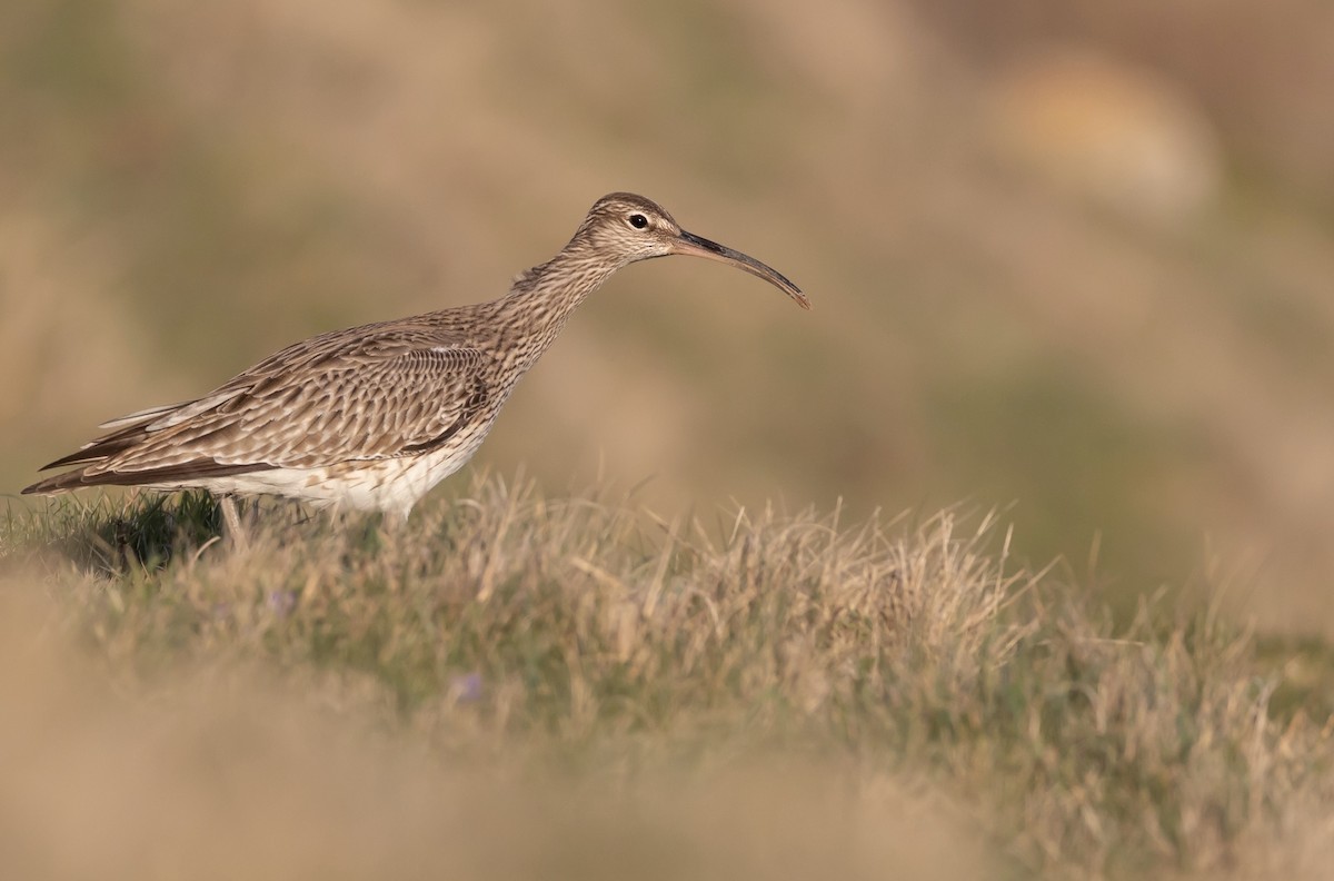 småspove (phaeopus) - ML325919091