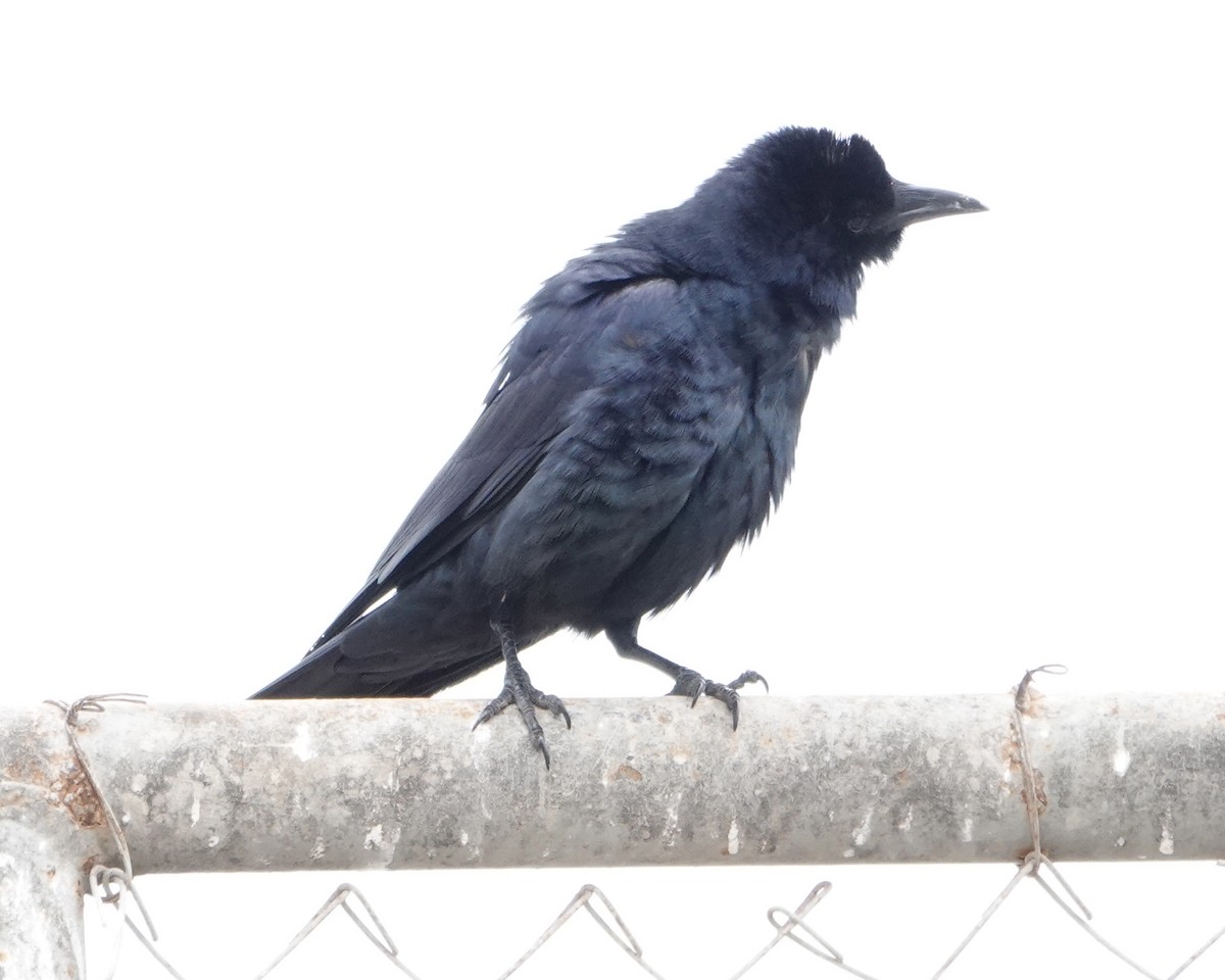 Tamaulipas Crow - ML325919361