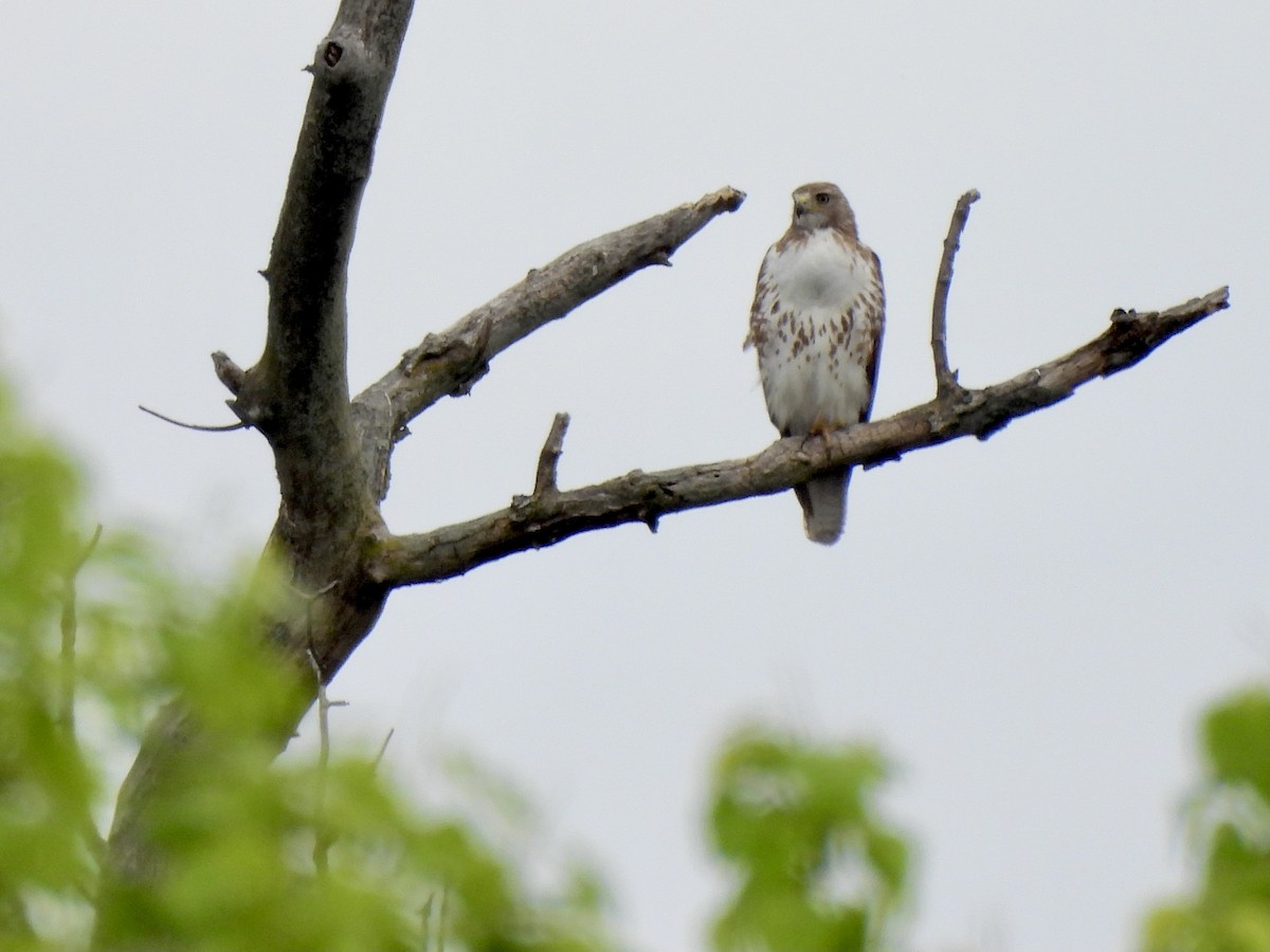 Red-tailed Hawk - ML325921171