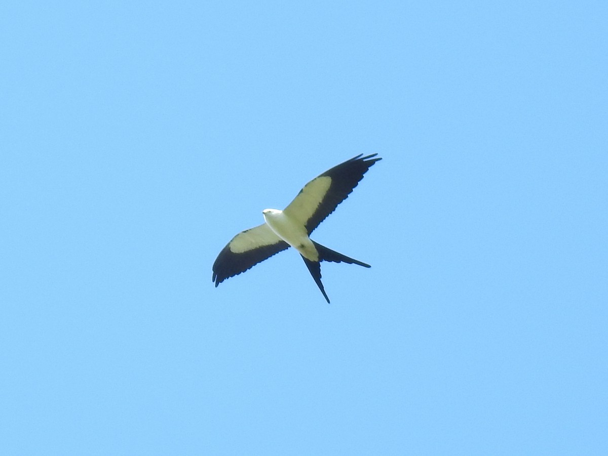 Swallow-tailed Kite - ML325921771
