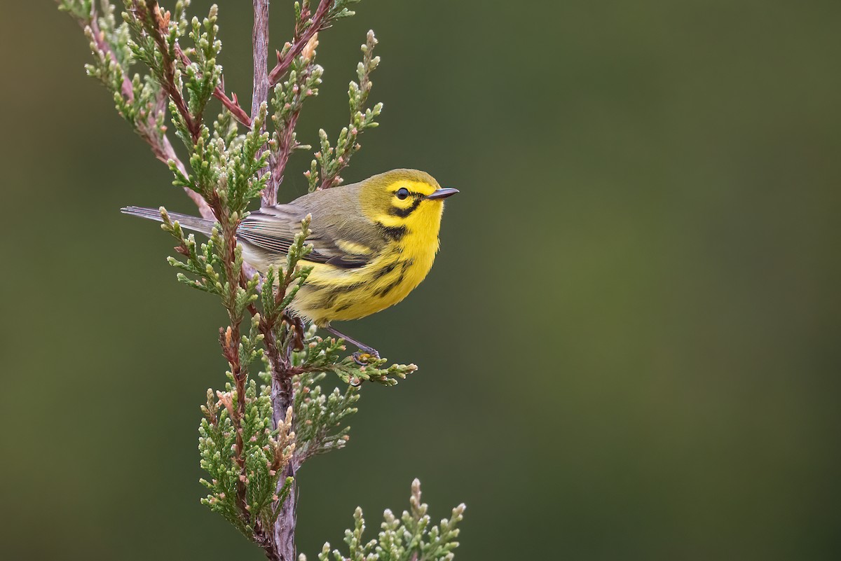 Prairie Warbler - ML325923831