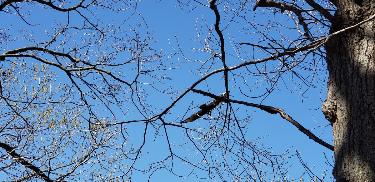 Turkey Vulture - ML325924821