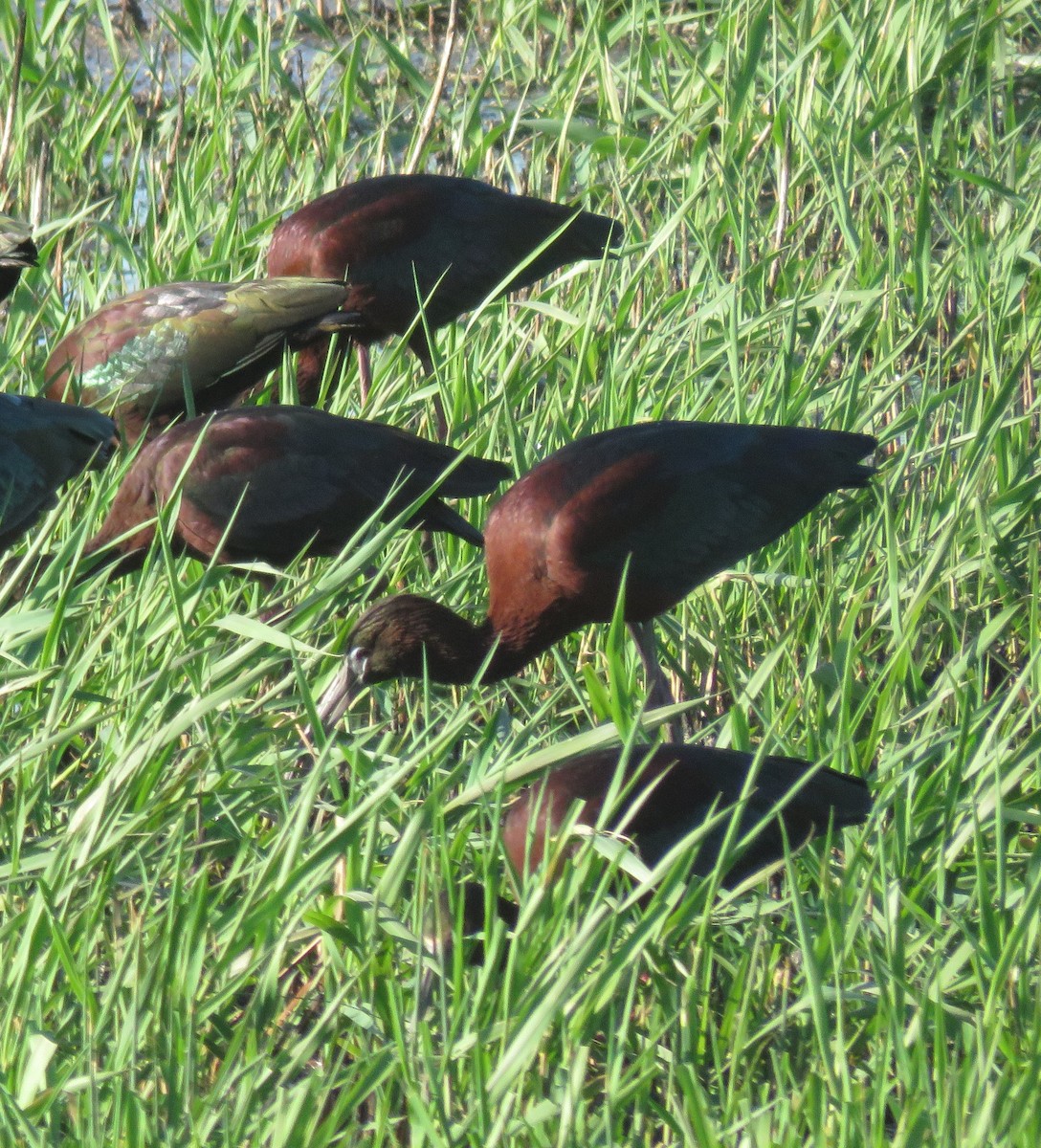 Glossy Ibis - ML325925411