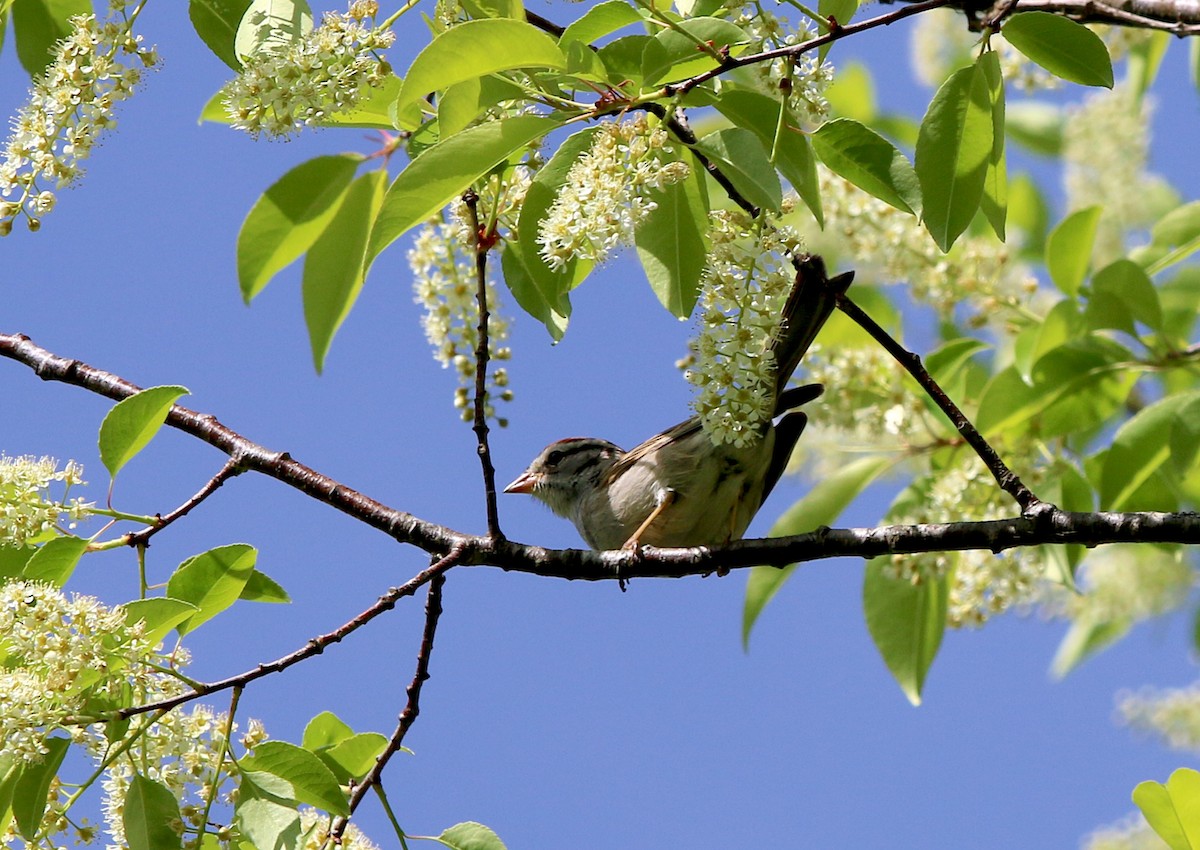 Chipping Sparrow - ML325926481