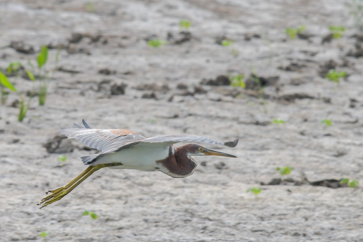 Tricolored Heron - ML32592741