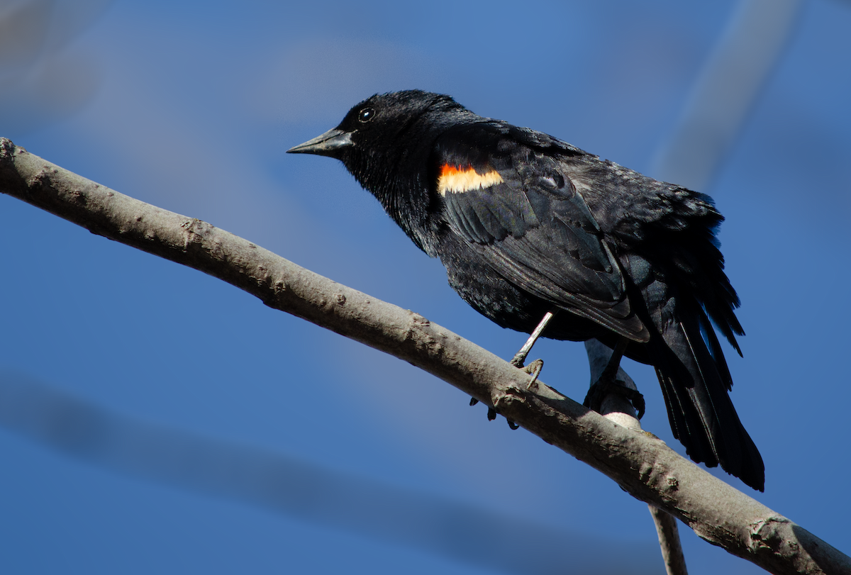 Red-winged Blackbird - vanessa millette