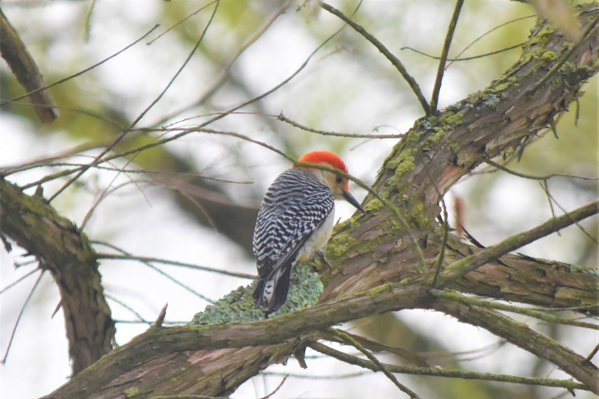 Red-bellied Woodpecker - Richard Chirichiello