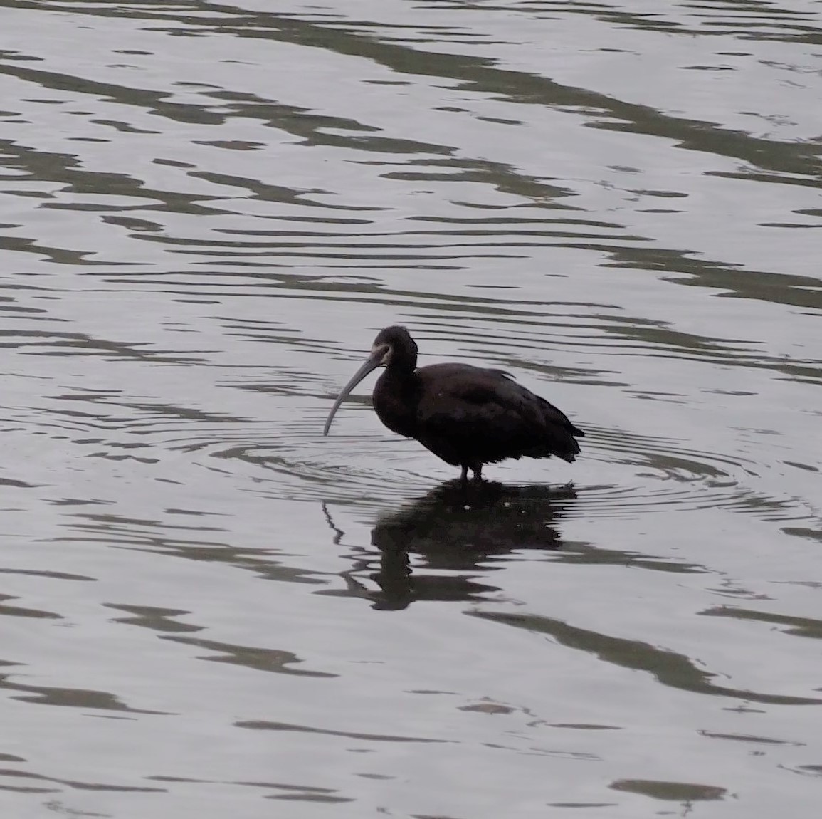 White-faced Ibis - Sam Zuckerman