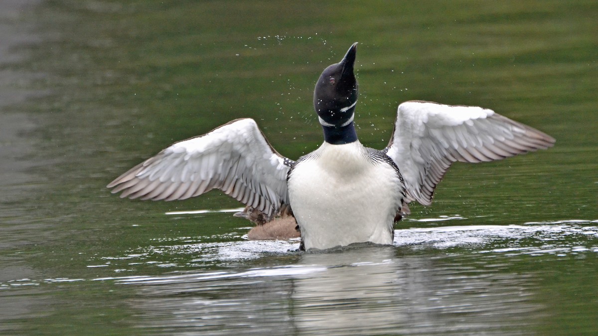 Common Loon - Michael J Good