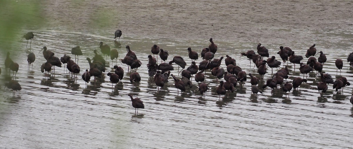 White-faced Ibis - ML325931171