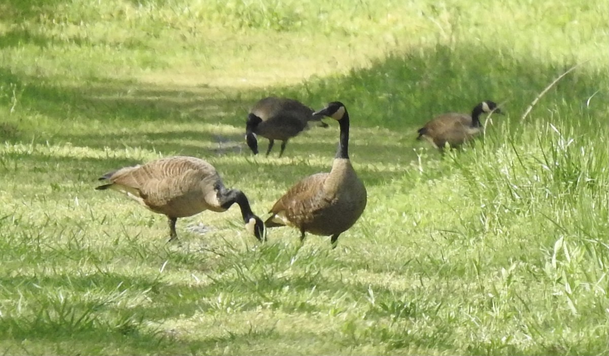 Canada Goose - ML325931661