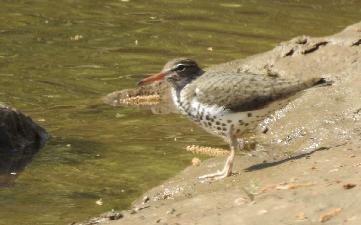 Spotted Sandpiper - ML325931971