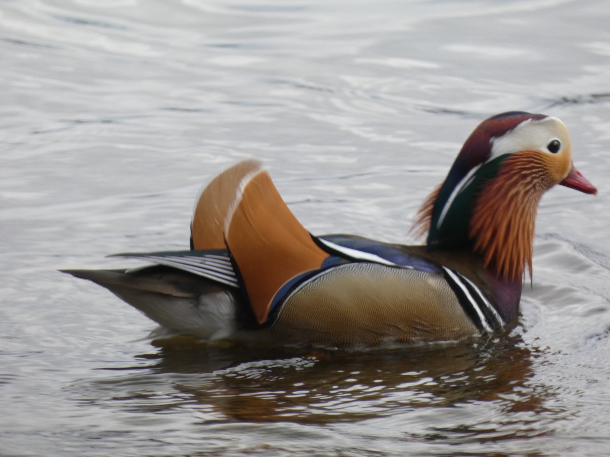 Mandarin Duck - Mike Tuer