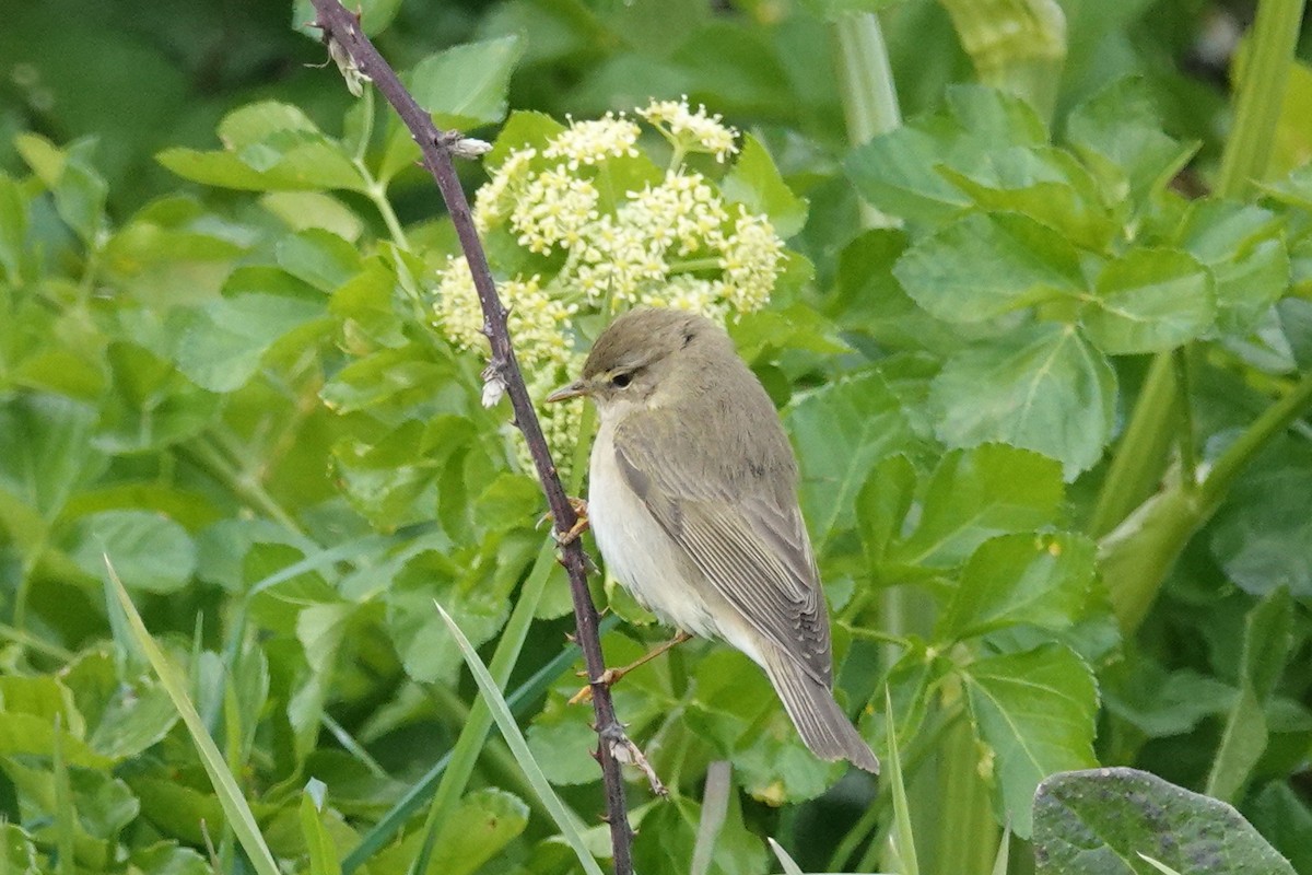 Willow Warbler - ML325934631