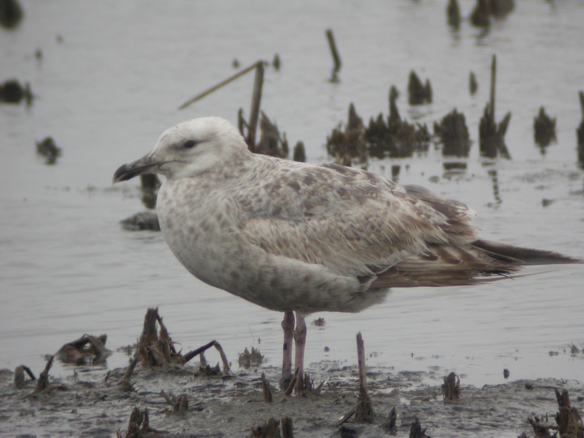 Herring Gull - Matt Gearheart