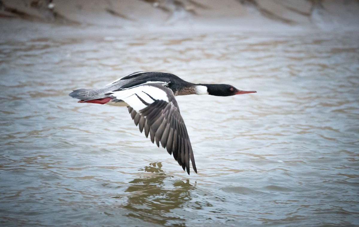 Red-breasted Merganser - ML325936011