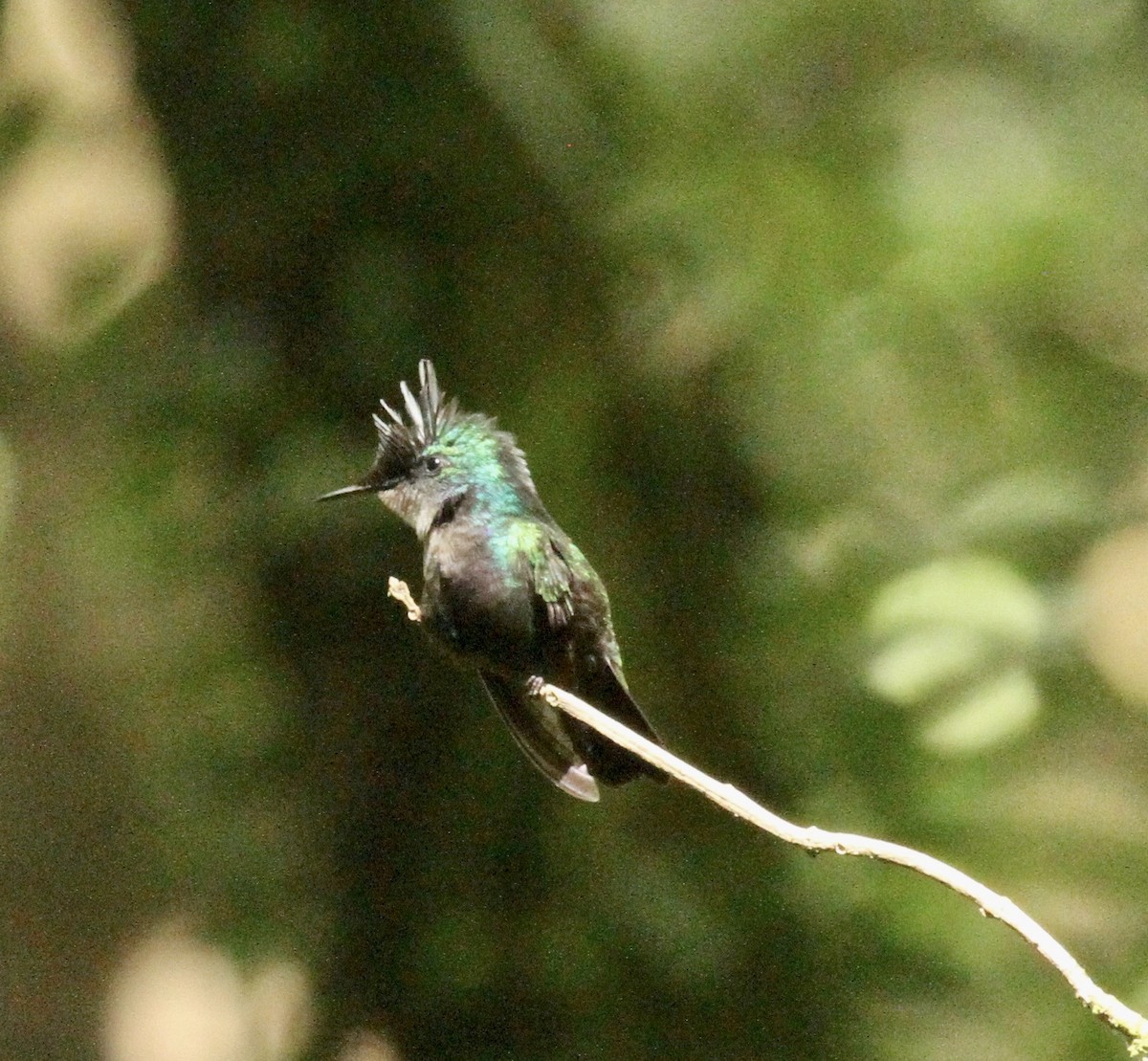 kolibřík chocholatý - ML325936221