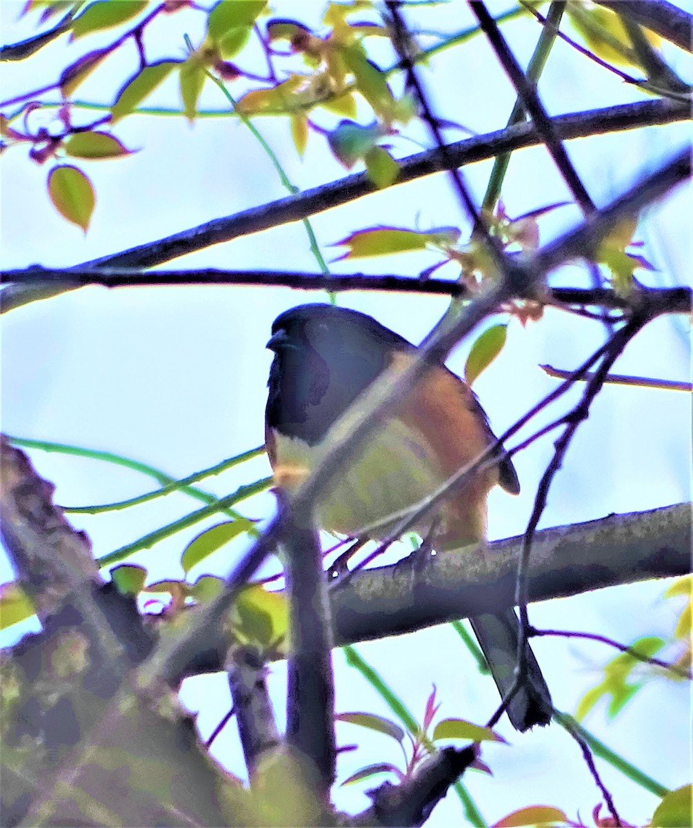 Eastern Towhee - ML325936271