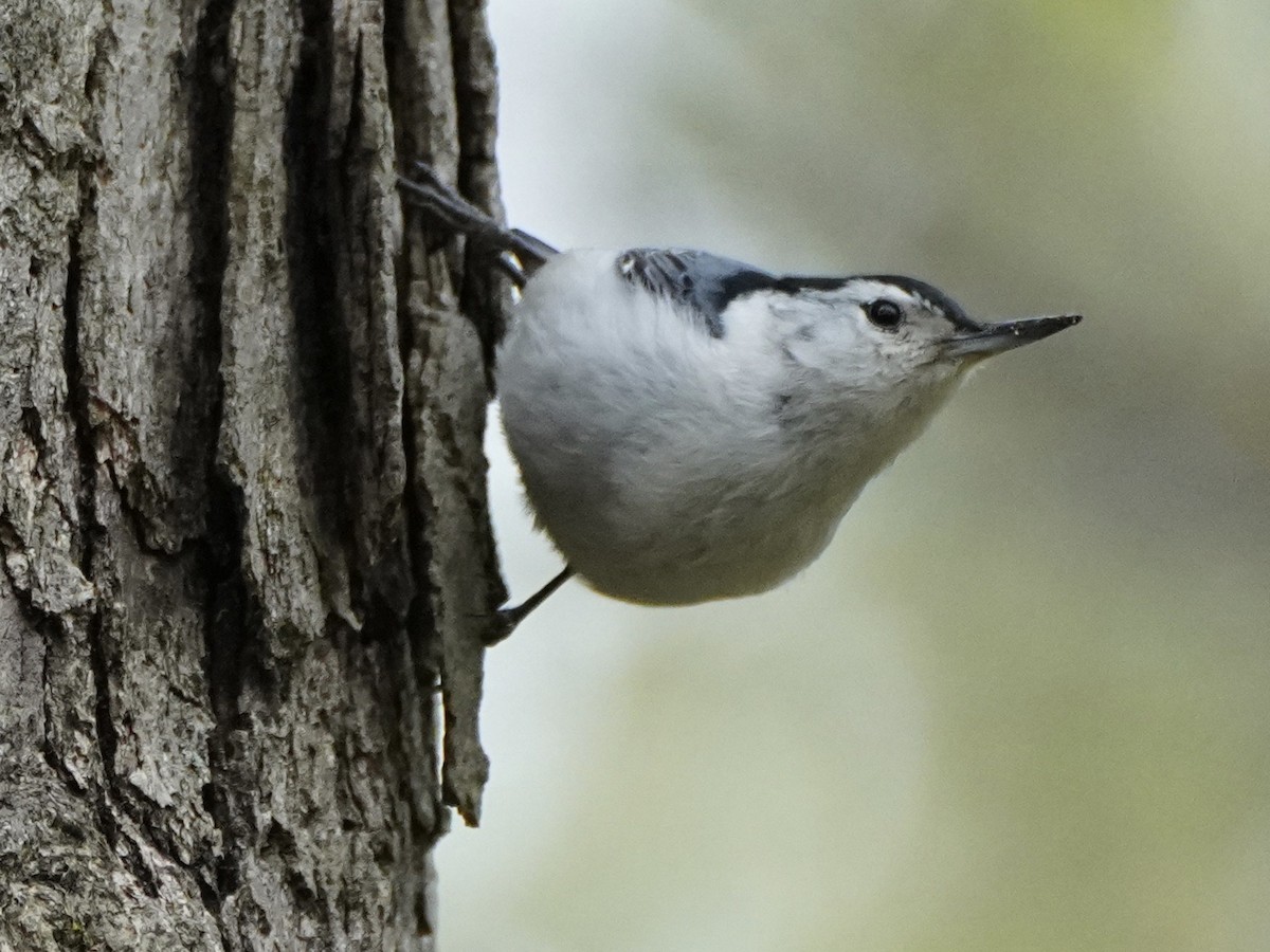 White-breasted Nuthatch - ML325937341