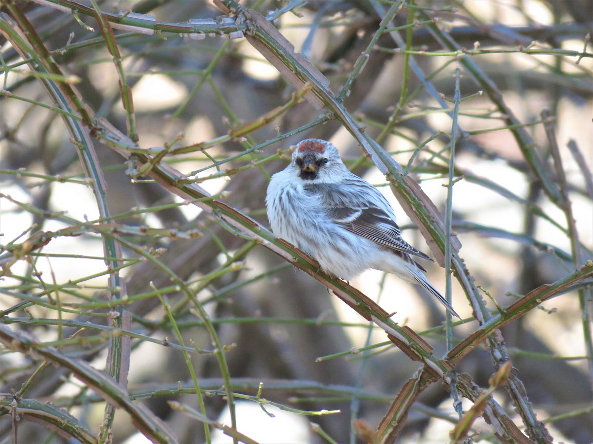 Hoary Redpoll - ML325941171