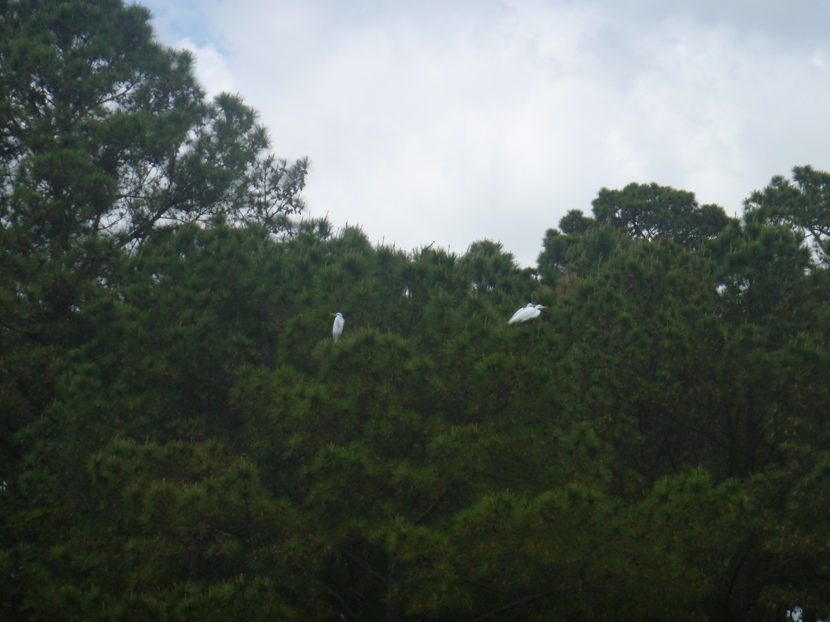 Great Egret - ML325941361