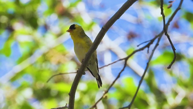 American Goldfinch - ML325941431