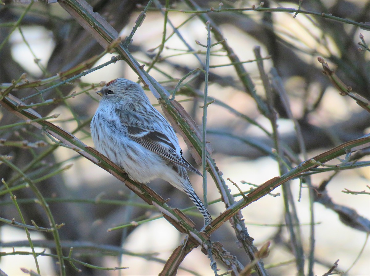 Hoary Redpoll - ML325941601