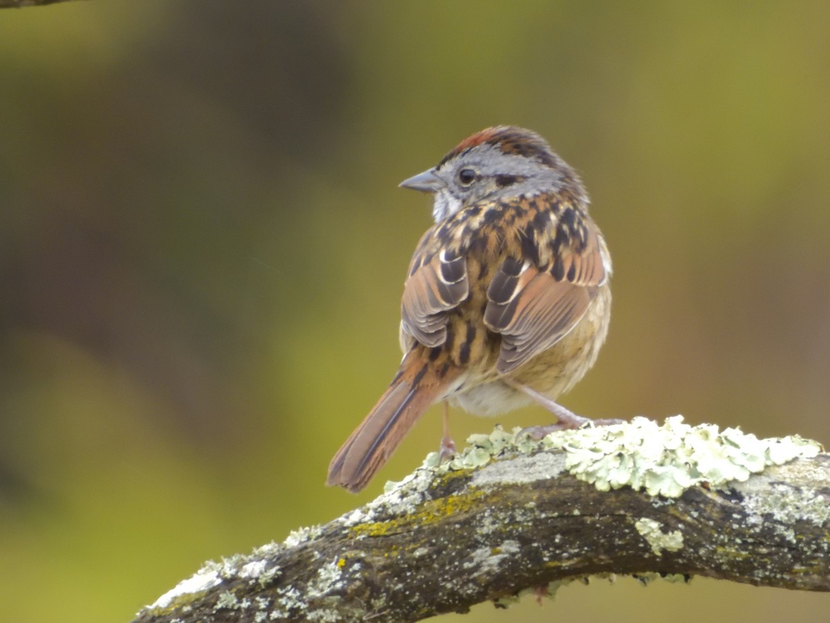 Swamp Sparrow - ML325944341