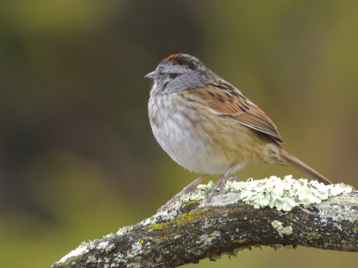 Swamp Sparrow - ML325944351