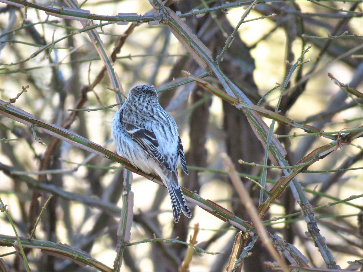 Hoary Redpoll - ML325946201