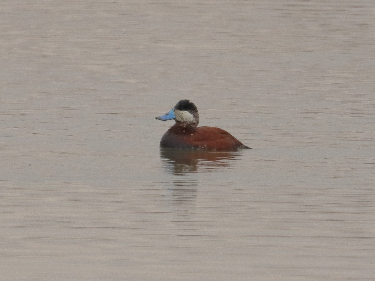 Ruddy Duck - ML325947041