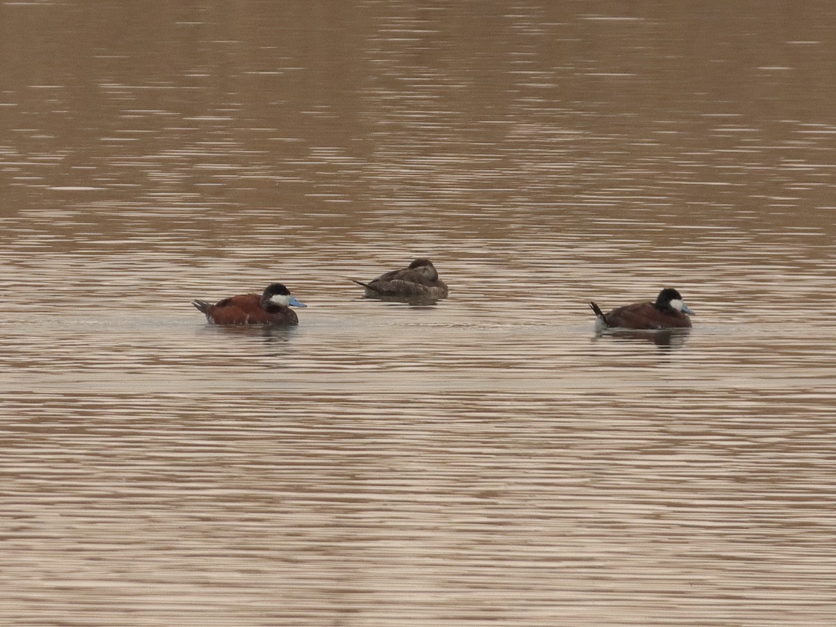 Ruddy Duck - ML325947091