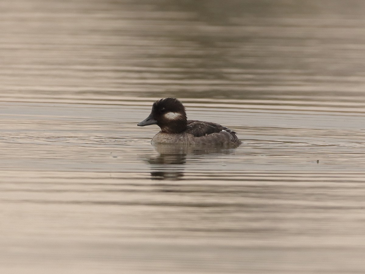 Bufflehead - ML325947141